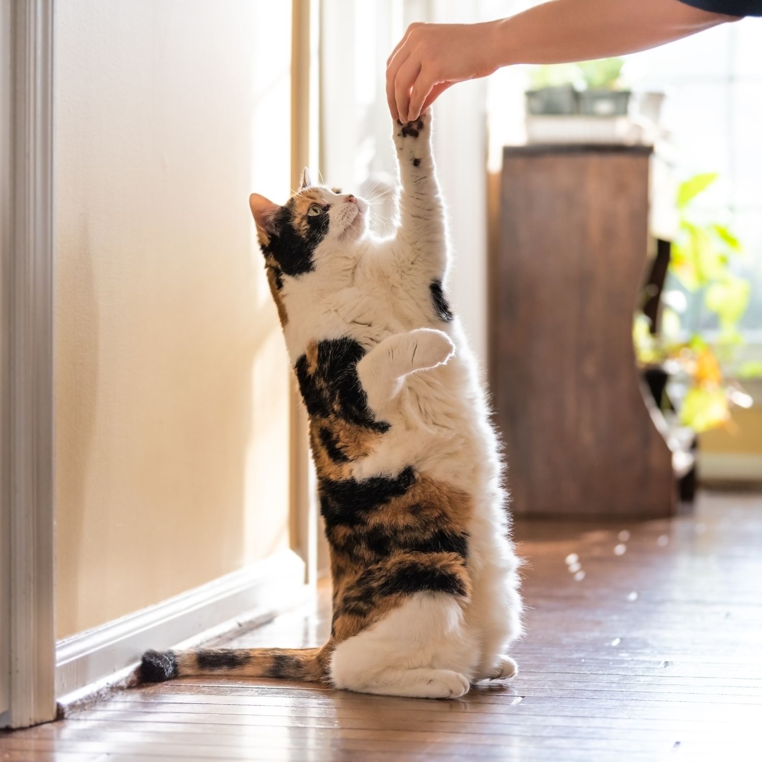 a cat sitting on a floor and looking up