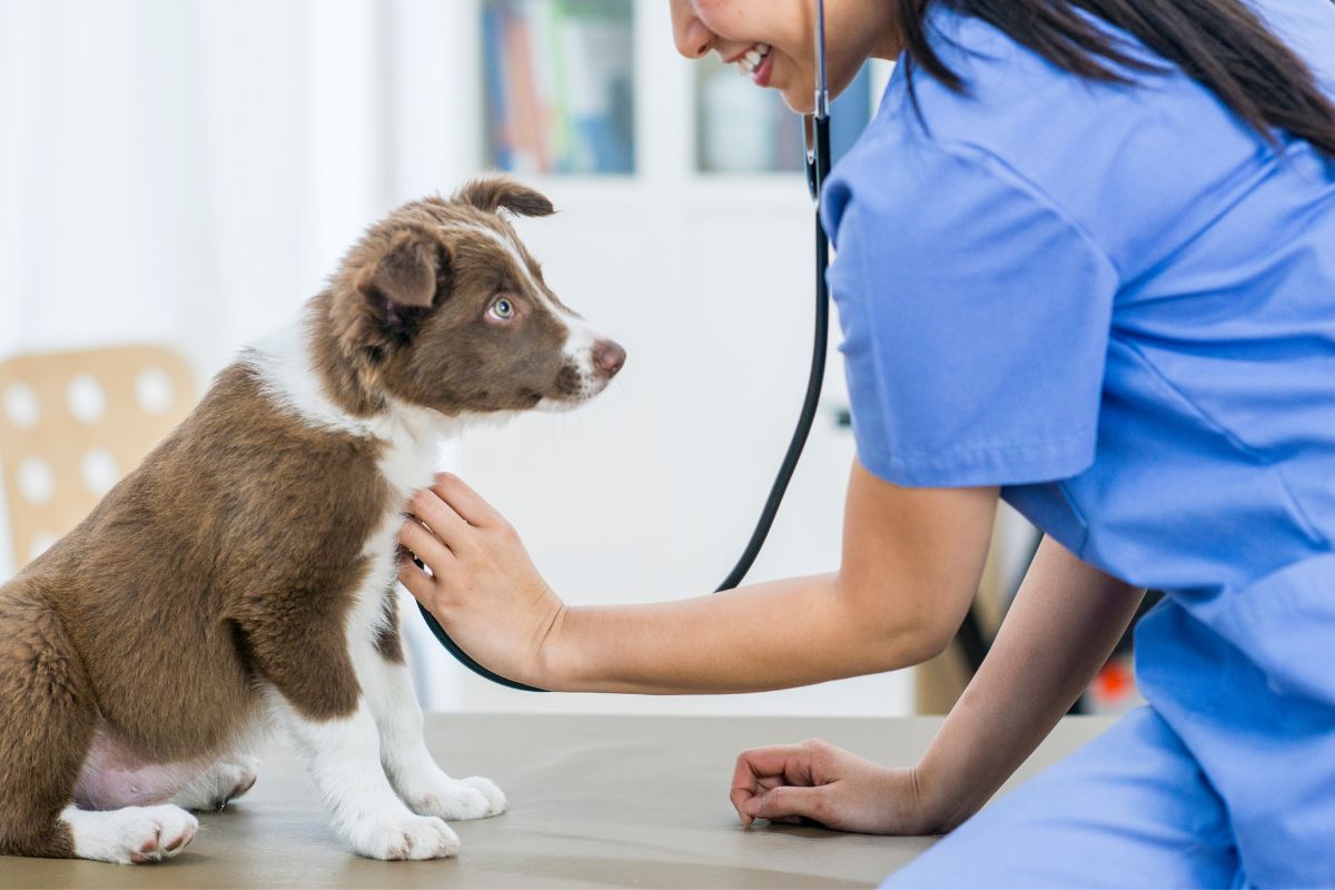 a vet with stethoscope examining a dog