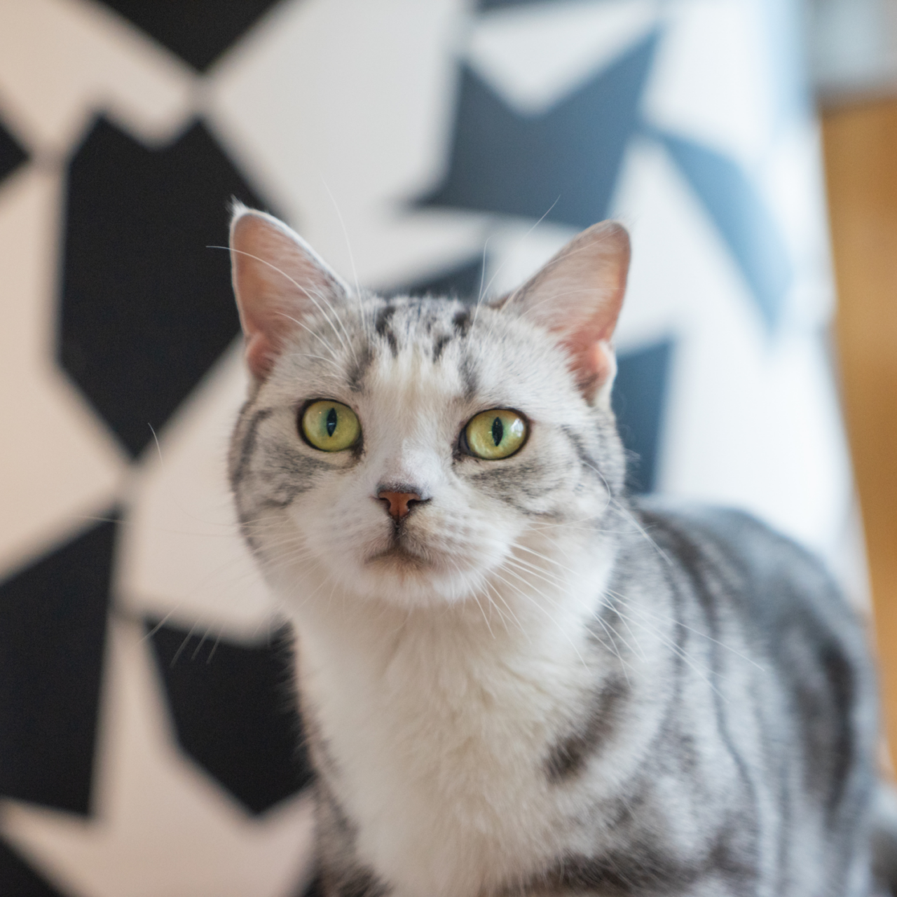 Vet Near Me Greensboro, NC Animal Medical Centre Of Greensboro