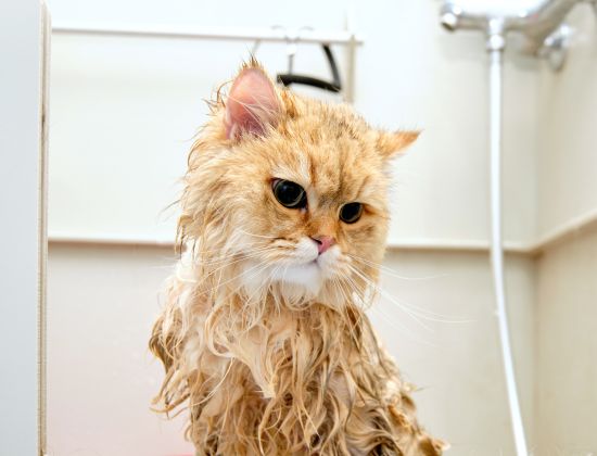 cat getting a bath