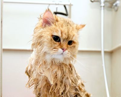  cat getting a bath