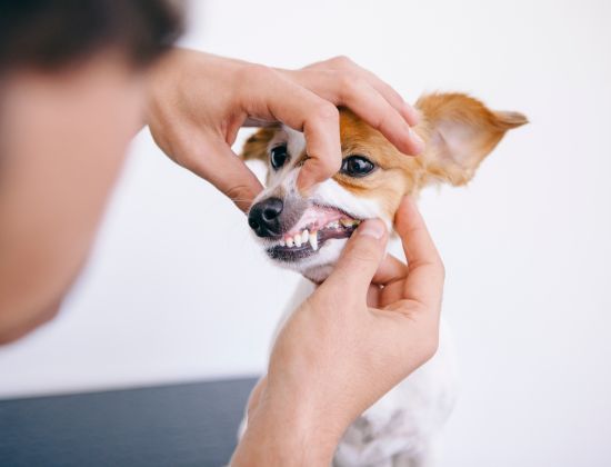 person examining dogs teeth