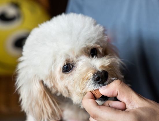 a vet giving dog medicine