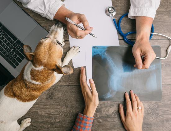 vet discussing x-ray results with dog owner