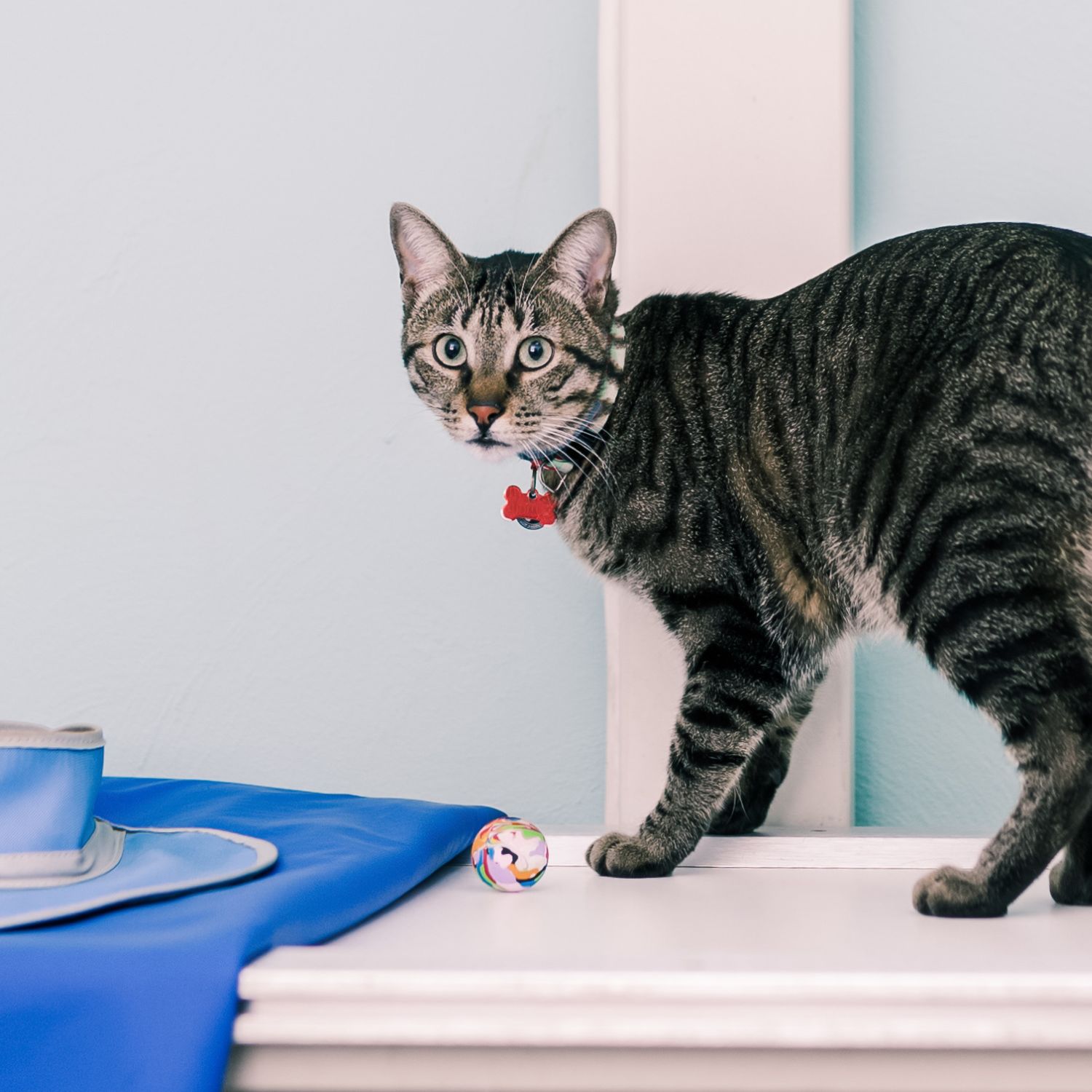 cat on an x-ray machine