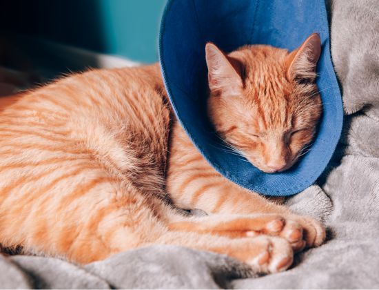 a cat with a cone on its head