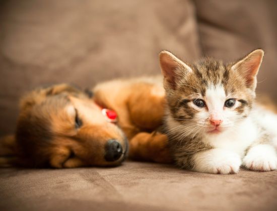 a puppy and a kitten sleeping
