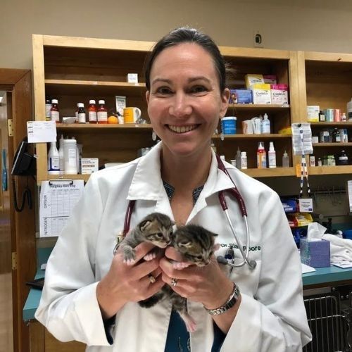 vet holding two kittens