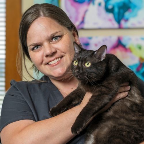 vet staff holding a black cat