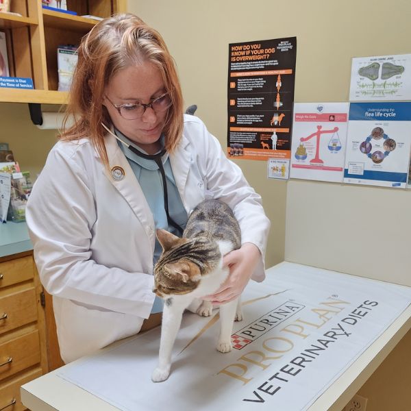 vet examining a cat