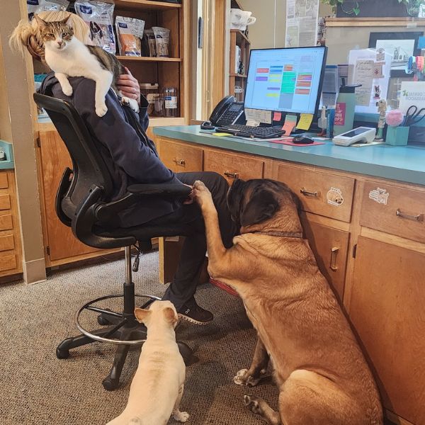 three pets playing with front desk staff