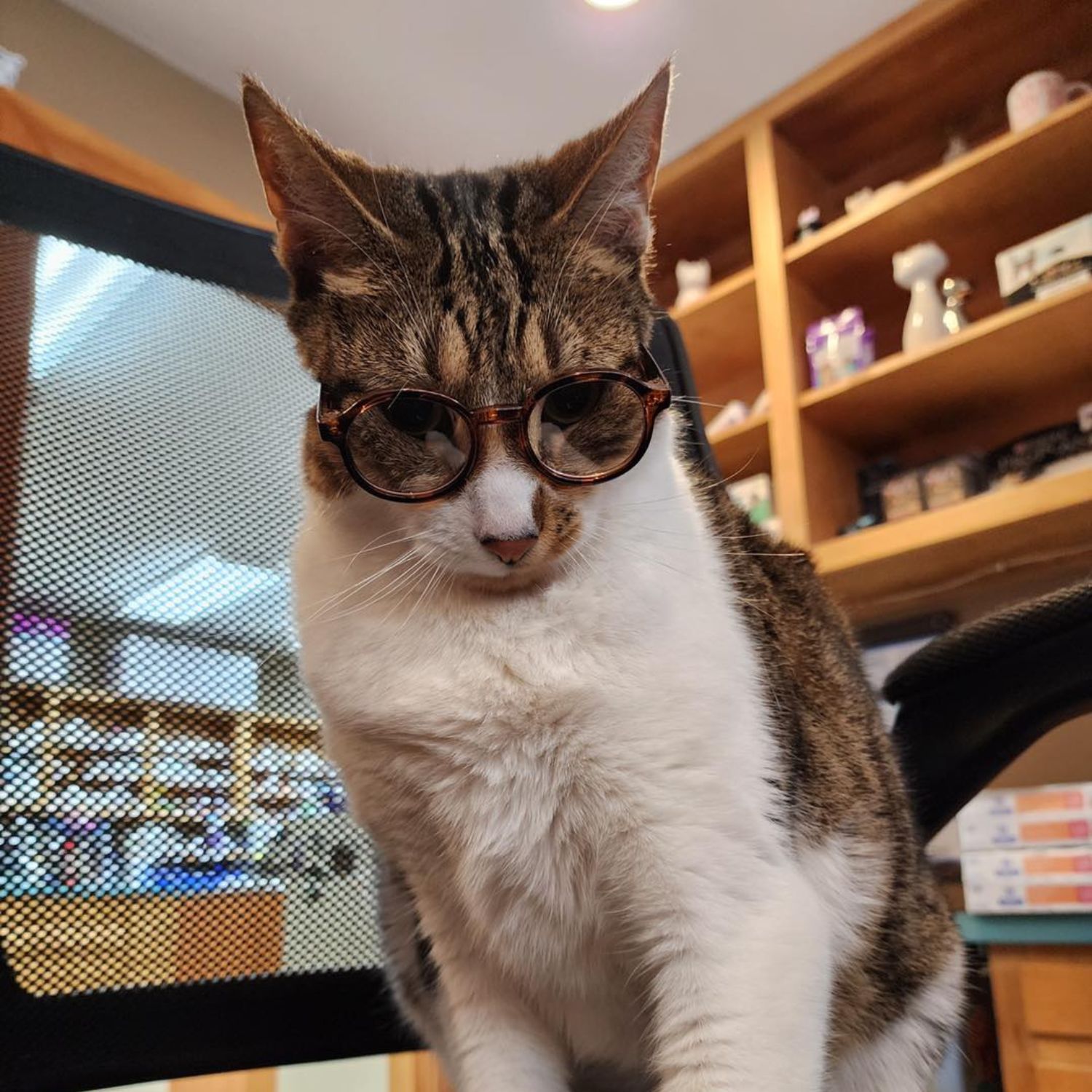 a white dog sitting in front of shelves of medicine