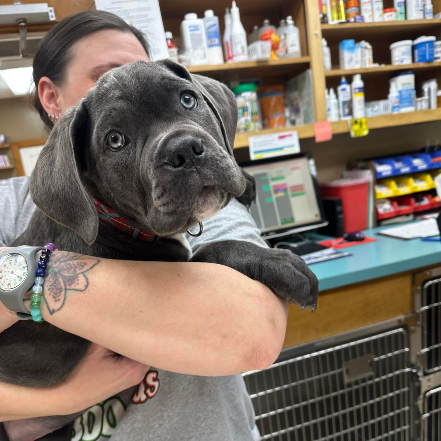 a vet holding a dog and cat