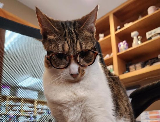 A cat wearing glasses sits on a desk