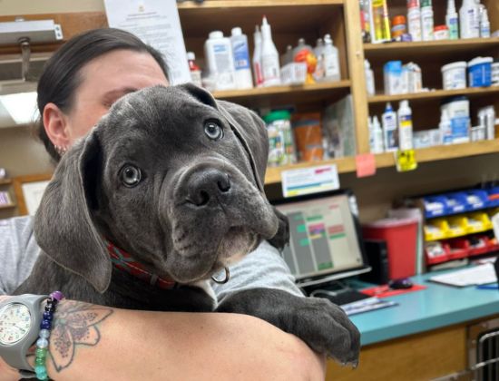 A woman holds a small dog while standing
