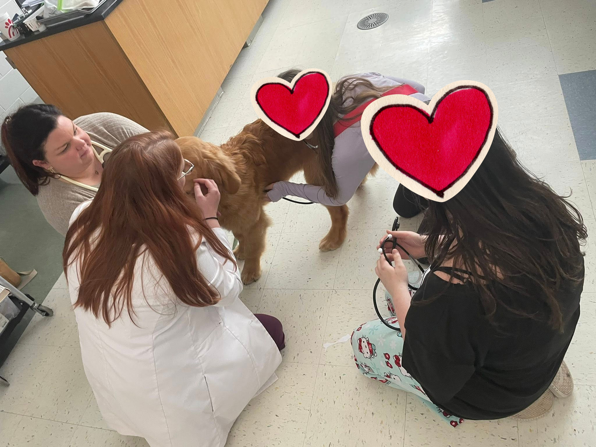 examining a golden retriever dog